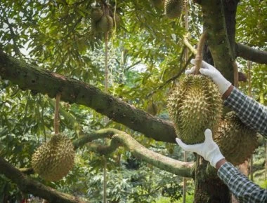 Το φρούτο με την ανυπόφορη μυρωδιά και την παράξενη γεύση που αποδεικνύεται «χρυσάφι»